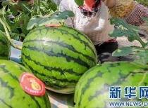 广河吃瓜新闻最新消息视频,最新视频揭秘事件真相