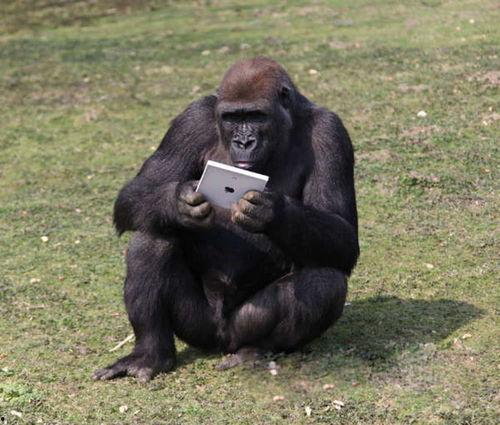 吃蜜瓜变大猩猩视频大全,揭秘吃蜜瓜变大猩猩的神奇现象