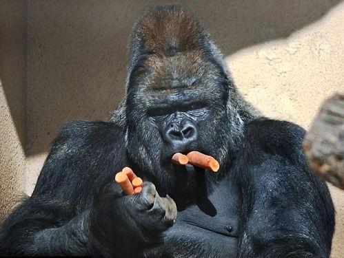 吃蜜瓜变大猩猩视频大全,揭秘吃蜜瓜变大猩猩的神奇现象