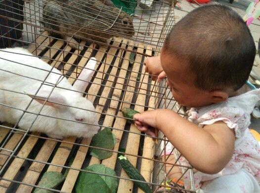兔子吃小瓜视频教程,兔子吃小瓜视频教程，养兔新手必看