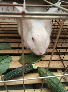 兔子吃小瓜视频教程,兔子吃小瓜视频教程，养兔新手必看