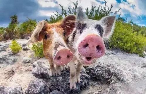 猪小七吃瓜在线观看视频,揭秘热门视频背后的故事