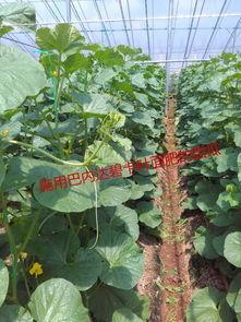 大棚吃瓜的视频,揭秘视频中的甜蜜瓜果之旅