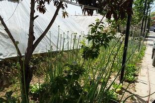 大棚吃瓜的视频,揭秘视频中的甜蜜瓜果之旅