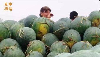 翔霖吃瓜现场视频大全免费,揭秘娱乐圈幕后真相大揭秘