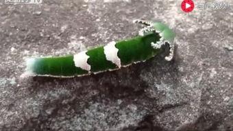 吃瓜动物视频大全下载,视频大全下载攻略