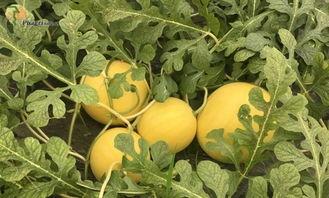 浙江平湖吃瓜事件视频最新,一场网络热议背后的真相揭秘