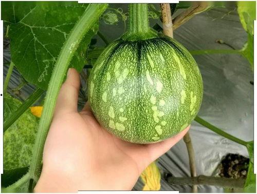 圆生瓜怎么吃才好吃呢视频,解锁最佳食用秘诀