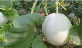 吃白兰瓜升糖视频大全,视频大全带你了解健康吃瓜之道