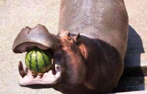 搞笑河马吃瓜视频大全播放,欢乐无限