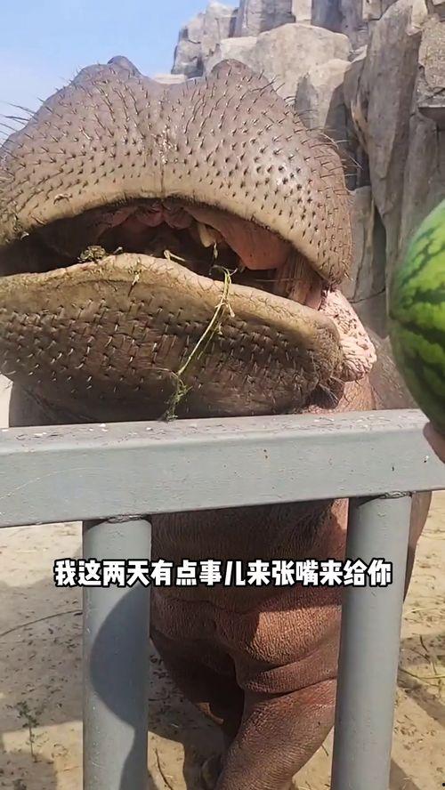 搞笑河马吃瓜视频大全播放,欢乐无限