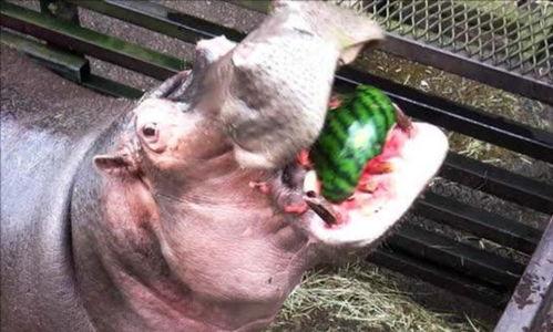 搞笑河马吃瓜视频大全播放,欢乐无限