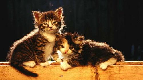 儿童猫咪吃瓜动画视频