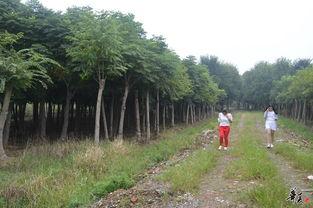 考察苗圃吃瓜视频,揭秘娱乐圈幕后趣闻
