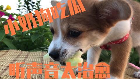和狗吃瓜的视频